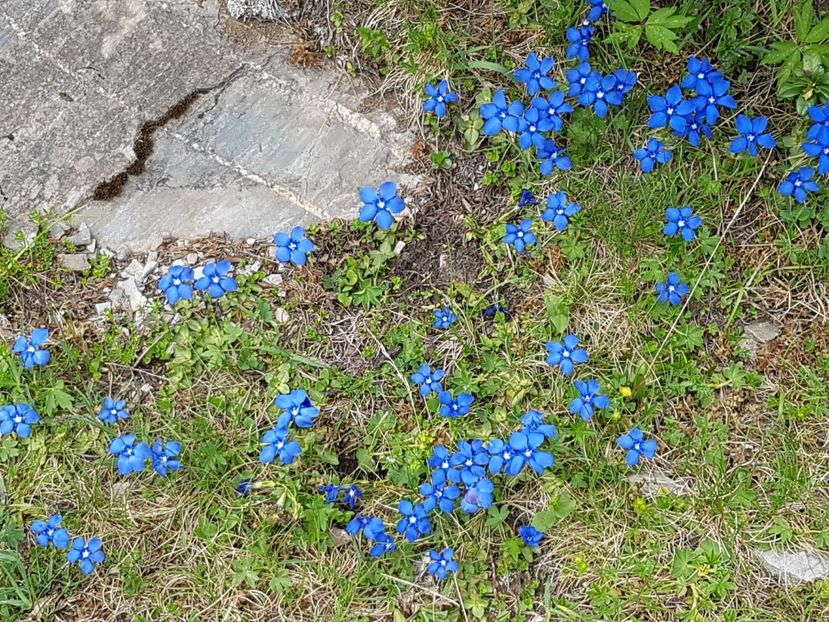 Alt soi de gentiane, mai micute dar tot frumoase - Alte frumuseti in M-tii Rodnei 2017