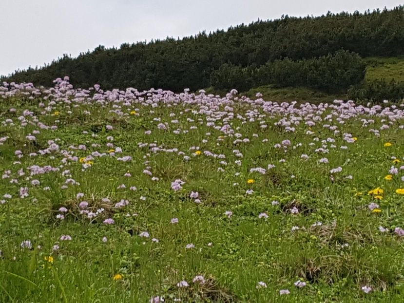 Floricele roz neidentificate - Alte frumuseti in M-tii Rodnei 2017