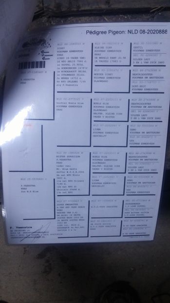  - Porumbei vanzare 1