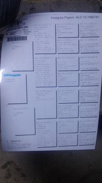  - Porumbei vanzare 1