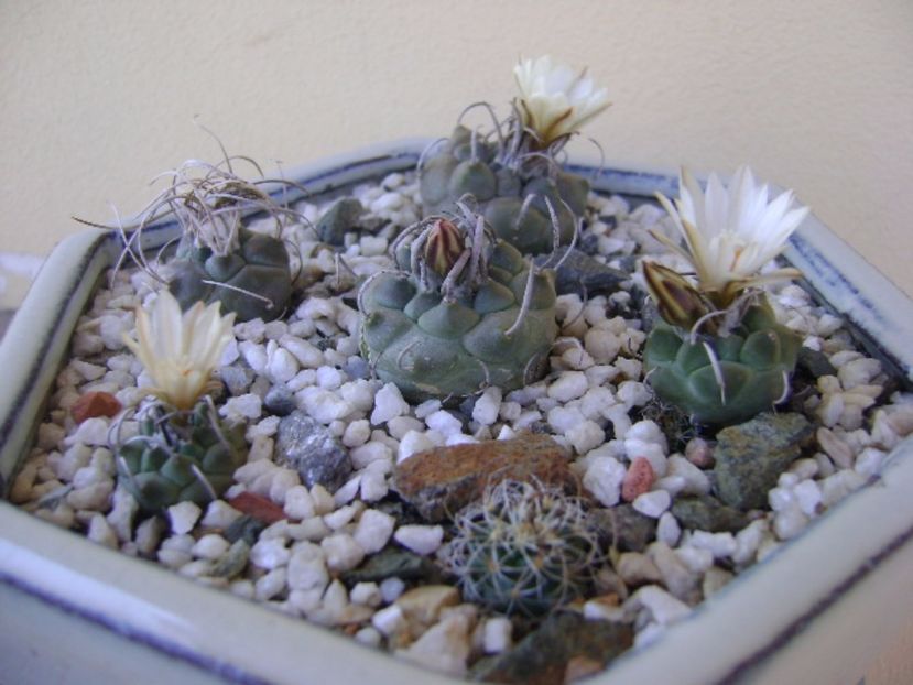 Grup de 6 Turbinicarpus - Cactusi 2017 bis