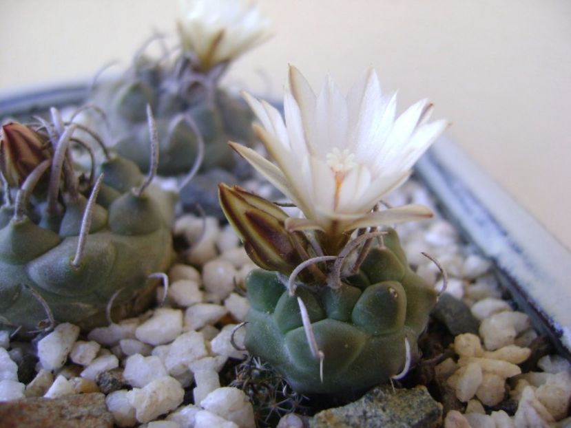 Turbinicarpus pachystele - Cactusi 2017 bis