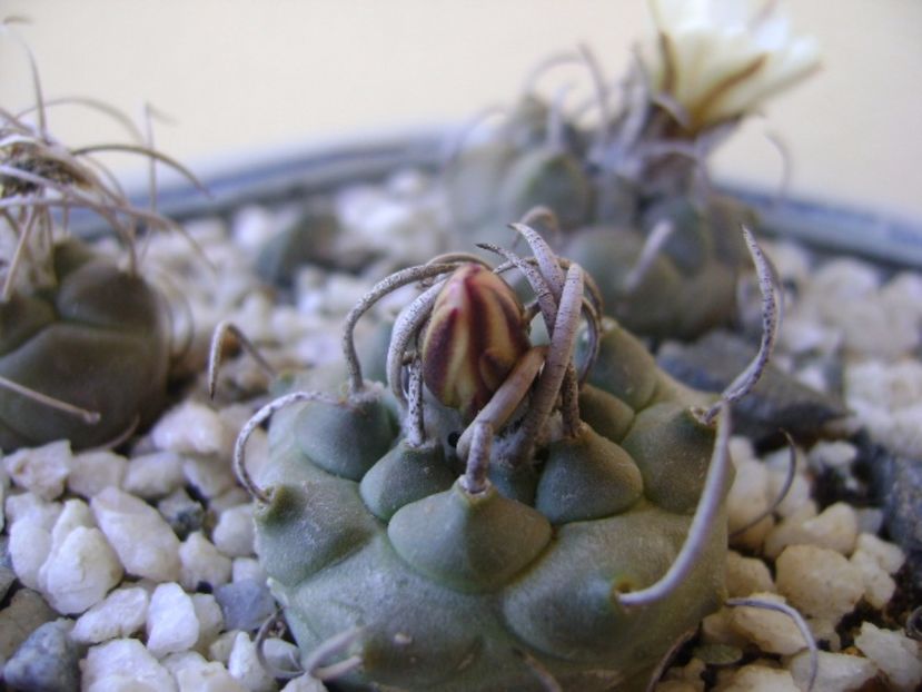 Turbinicarpus schwarzii v. rubriflorus - Cactusi 2017 bis