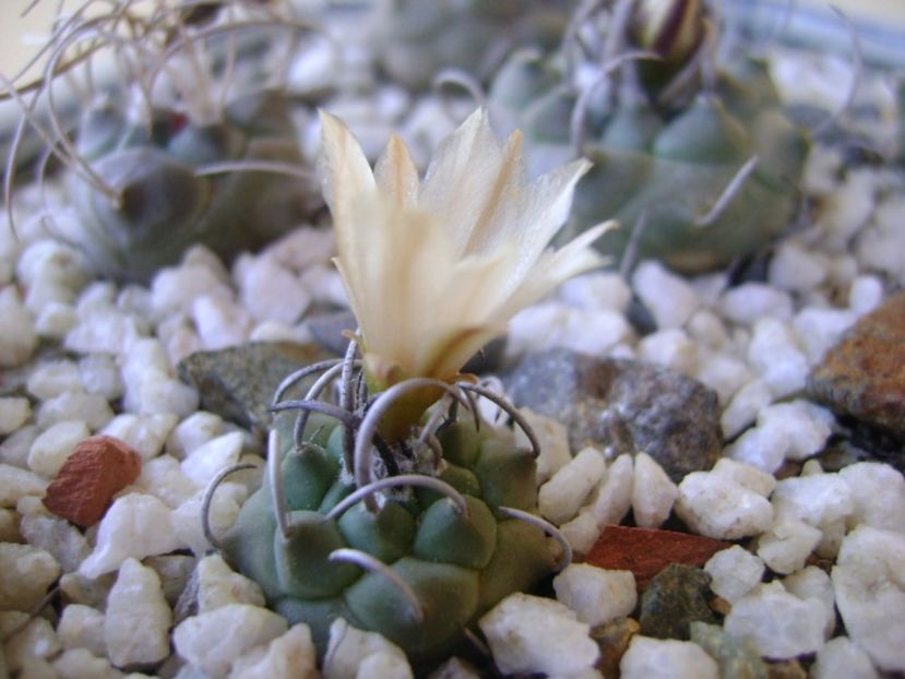 Turbinicarpus klinkerianus - Cactusi 2017 bis