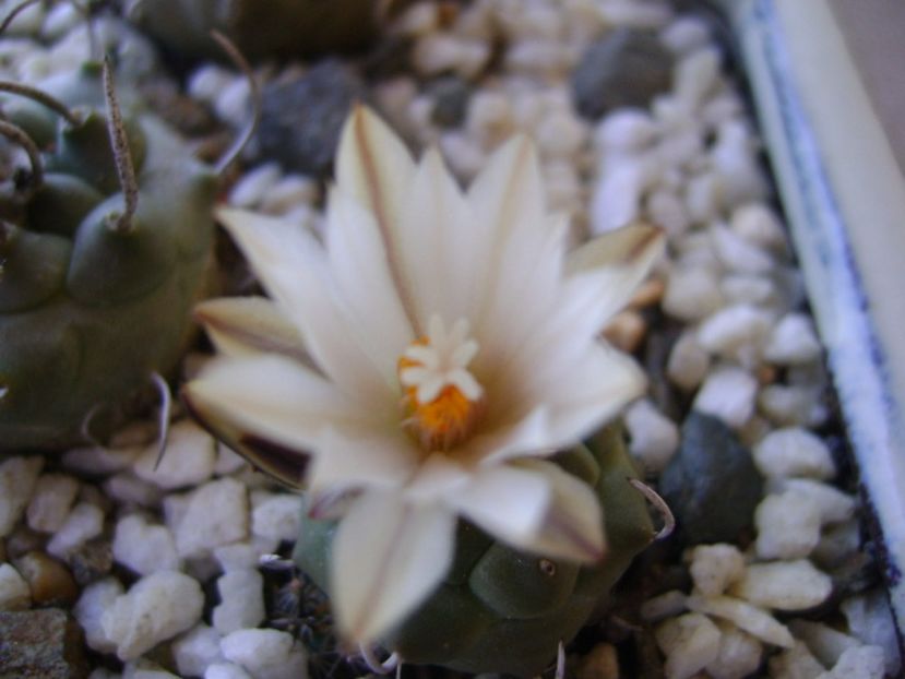 Turbinicarpus pachystele - Cactusi 2017 bis