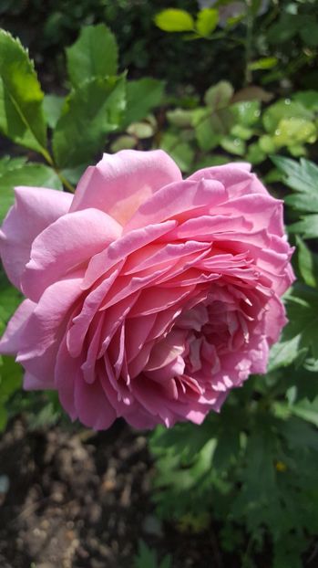 Jubilee Celebration - Trandafiri 2017-2