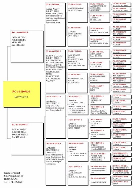 Topala-Marian-RO-0509036-2014-F-pedigree - Porumbei vanzare 1