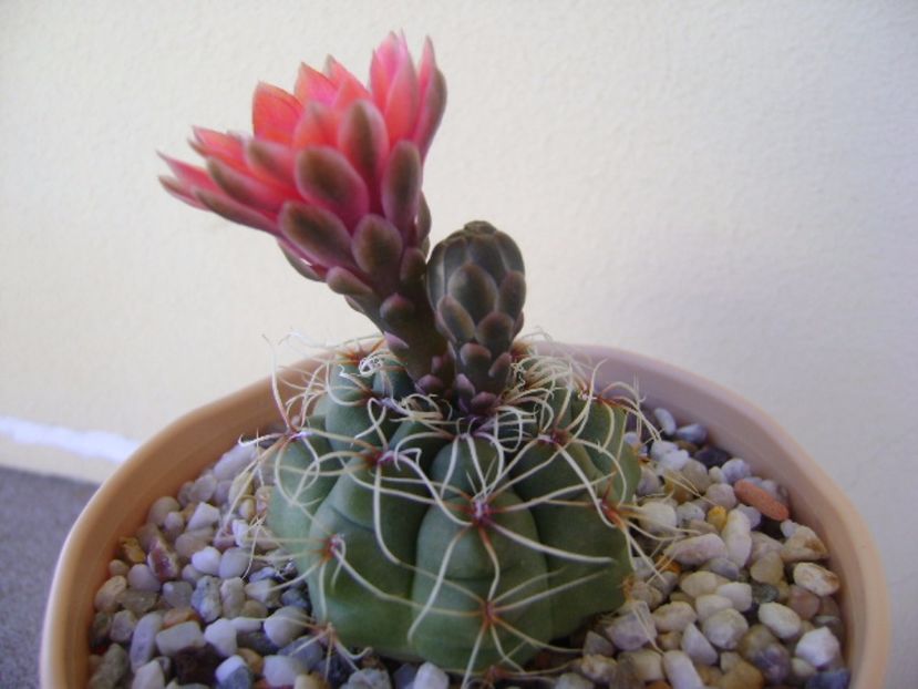 Gymnocalycium baldianum - Cactusi 2017 Gymnocalycium