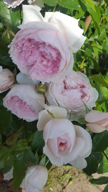 The Wedgwood Rose - Trandafiri 2017-2