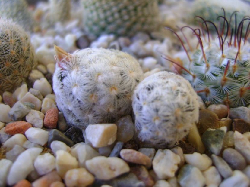 Mammillaria duwei - Cactusi 2017 bis