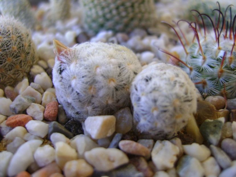 Mammillaria duwei - Cactusi 2017 bis