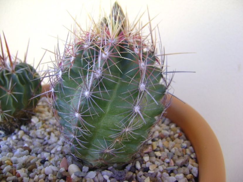 Thelocactus bicolor ssp. pottsii - Cactusi 2017 bis