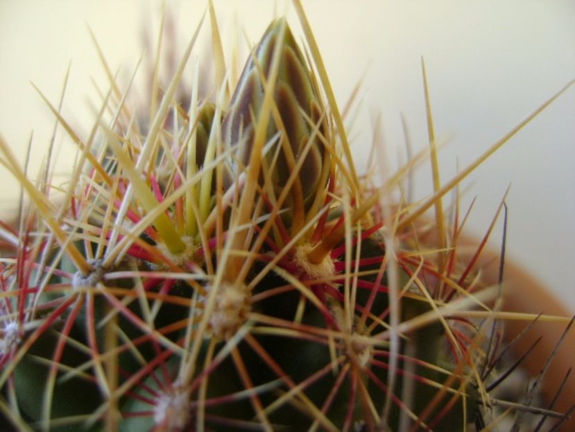 Thelocactus bicolor ssp. pottsii - Cactusi 2017 bis