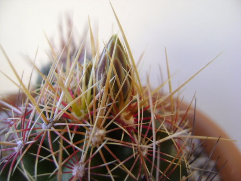 Thelocactus bicolor ssp. pottsii, detaliu - Cactusi 2017 bis