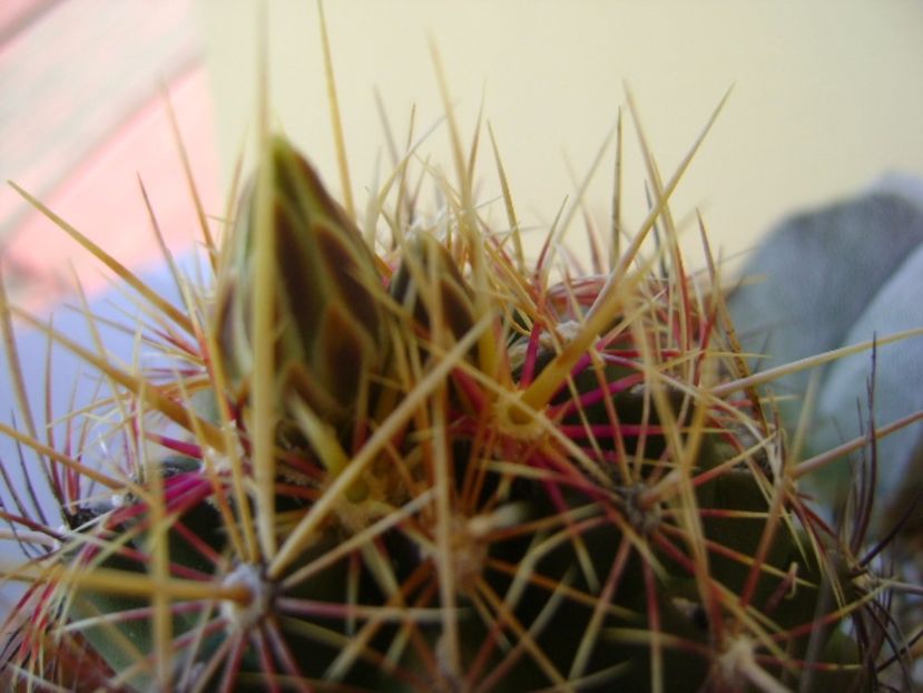 Thelocactus bicolor ssp. pottsii, detaliu - Cactusi 2017 bis