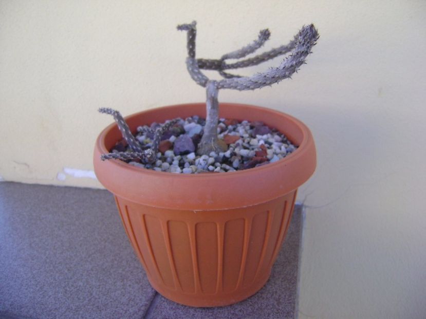 Pterocactus tuberosus, boboci - Cactusi 2017 bis