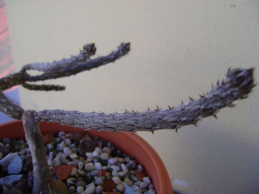Pterocactus tuberosus - Cactusi 2017 bis