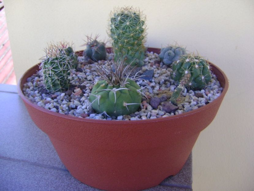 Grup de 10 cactusi - Cactusi 2017 bis