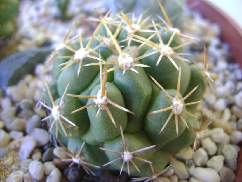 Thelocactus leucacanthus - Cactusi 2017 bis