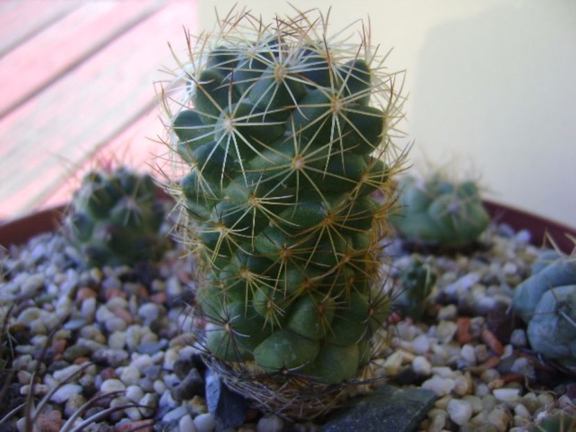 Coryphantha delaetiana - Cactusi 2017 bis