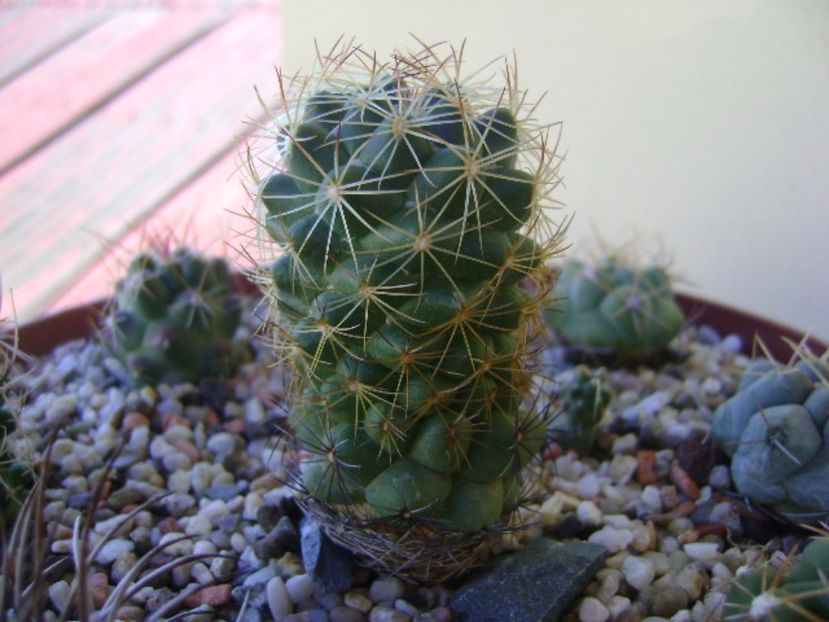 Coryphantha delaetiana - Cactusi 2017 bis