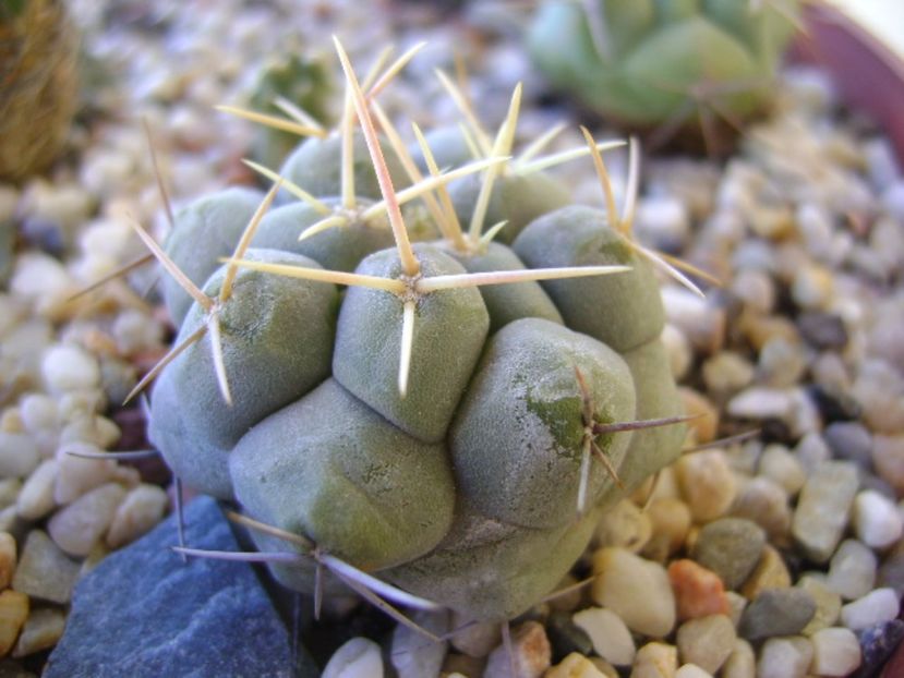 Thelocactus rinconensis - Cactusi 2017 bis