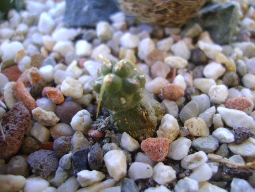 Cumulopuntia rossiana - Cactusi 2017 bis