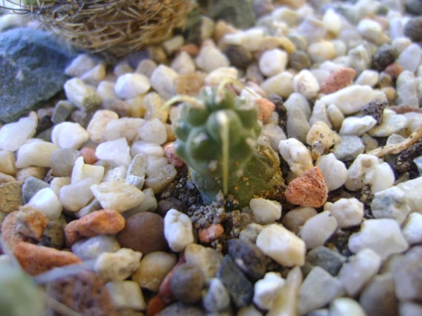 Cumulopuntia rossiana - Cactusi 2017 bis