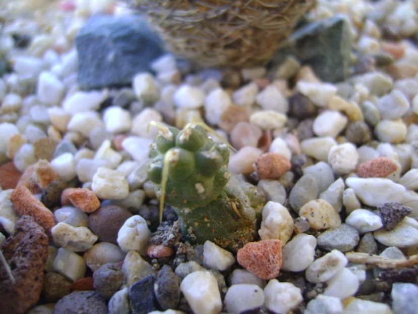 Cumulopuntia rossiana - Cactusi 2017 bis