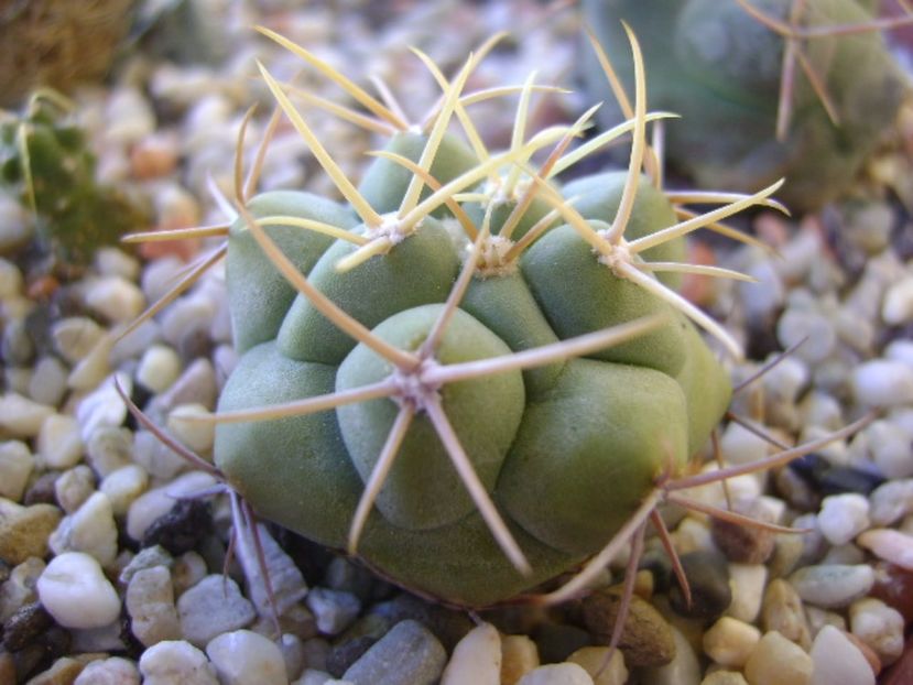 Thelocactus hexaedrophorus 1 - Cactusi 2017 bis