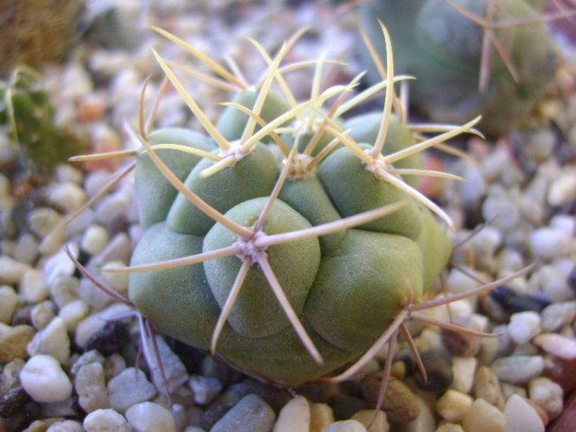 Thelocactus hexaedrophorus 1 - Cactusi 2017 bis
