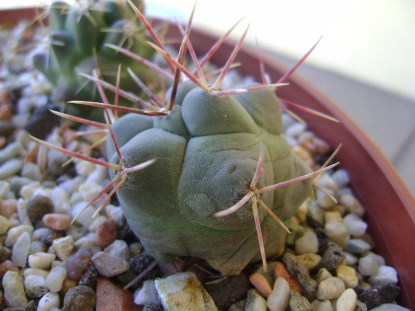 Thelocactus hexaedrophorus 2 - Cactusi 2017 bis