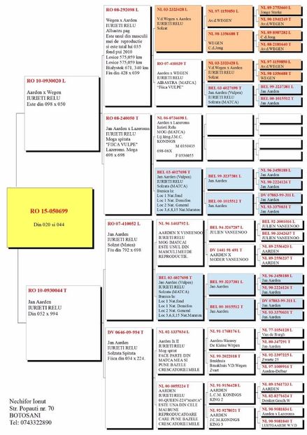 Topala-Marian-RO-050699-2015-F-pedigree (1) - Porumbei vanzare 1