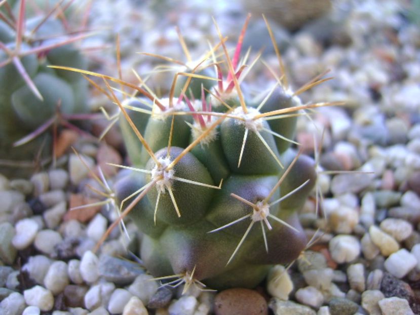 Thelocactus hexaedrophorus 3 - Cactusi 2017 bis