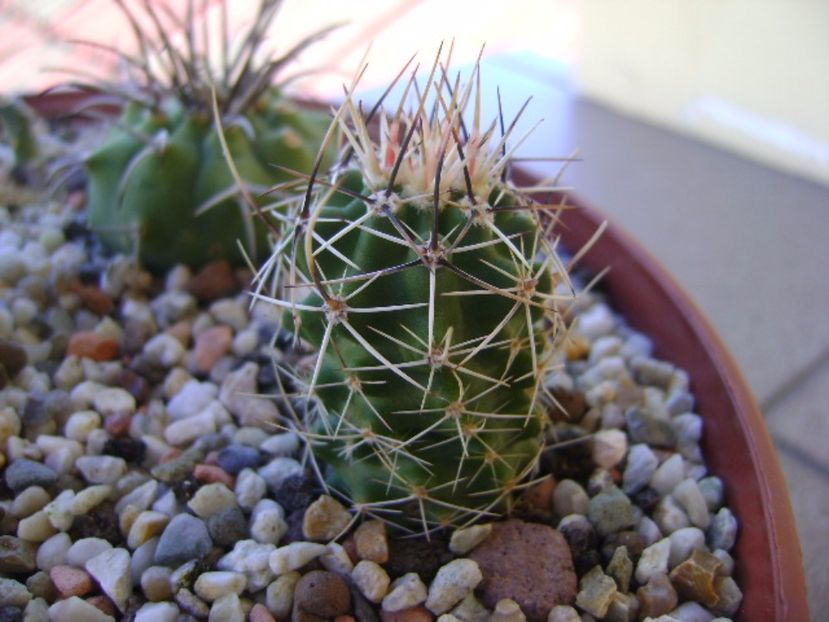 Echinocereus fendleri ssp. rectispinus - Cactusi 2017 bis