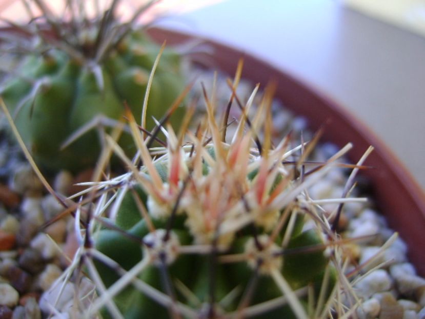 Echinocereus fendleri ssp. rectispinus - Cactusi 2017 bis