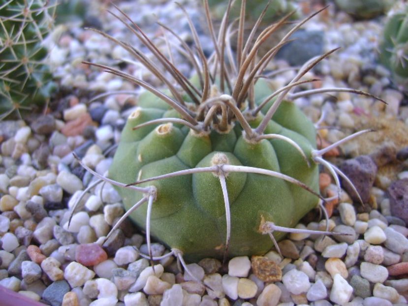Matucana madisoniorum - Cactusi 2017 bis