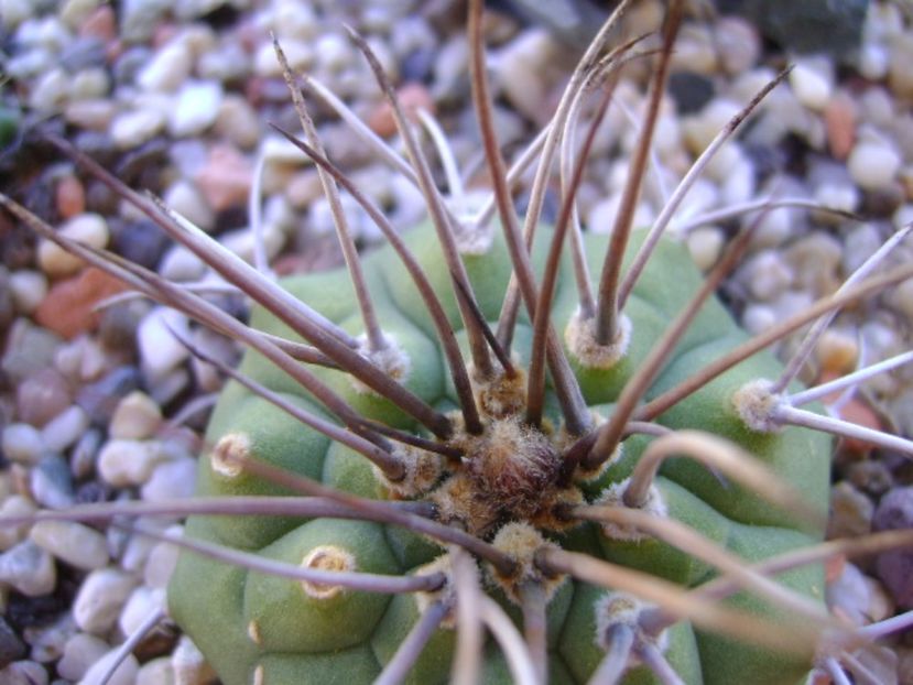 Matucana madisoniorum, boboc - Cactusi 2017 bis