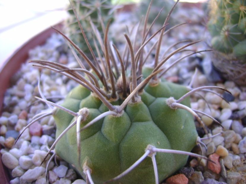 Matucana madisoniorum - Cactusi 2017 bis