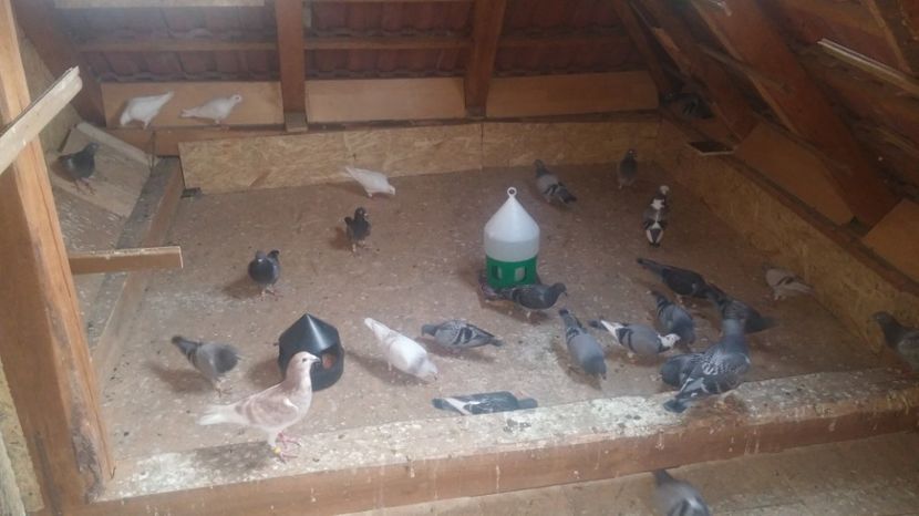  - Porumbei vanzare 1