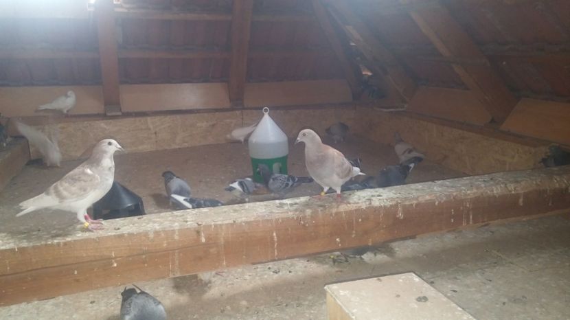  - Porumbei vanzare 1