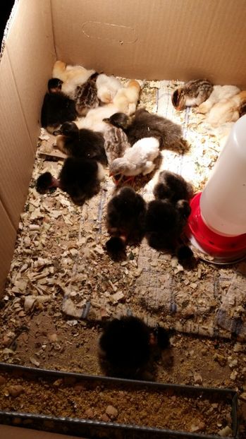 împușcați - Pui 2017