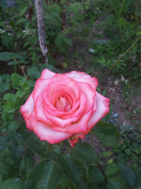  - Dimov TH nr 1 - Blush