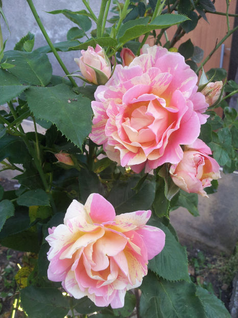 - Rose des Cisterciens