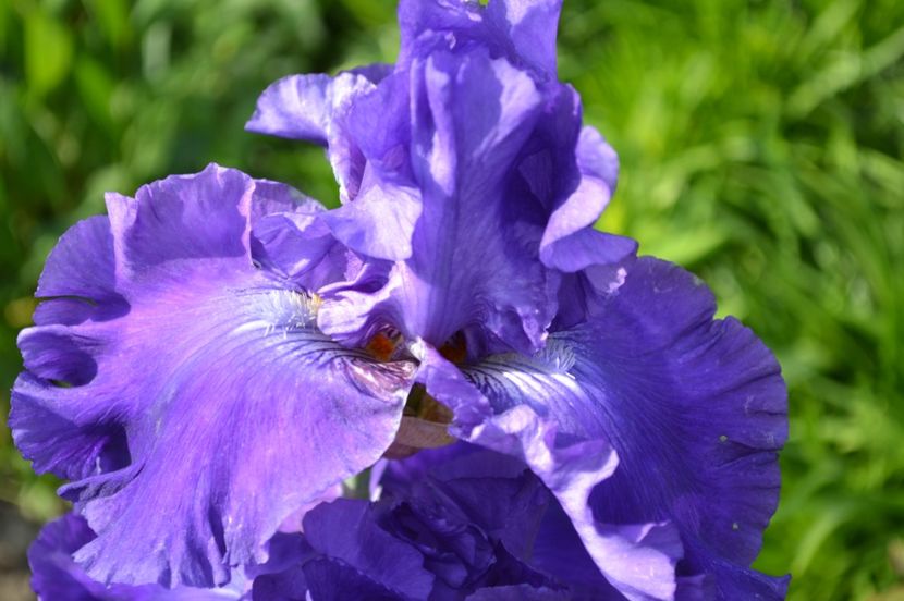 Tonk Blues - Si vara se facu