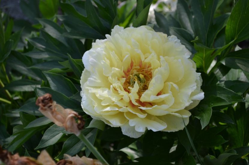 Bartzella - Si vara se facu