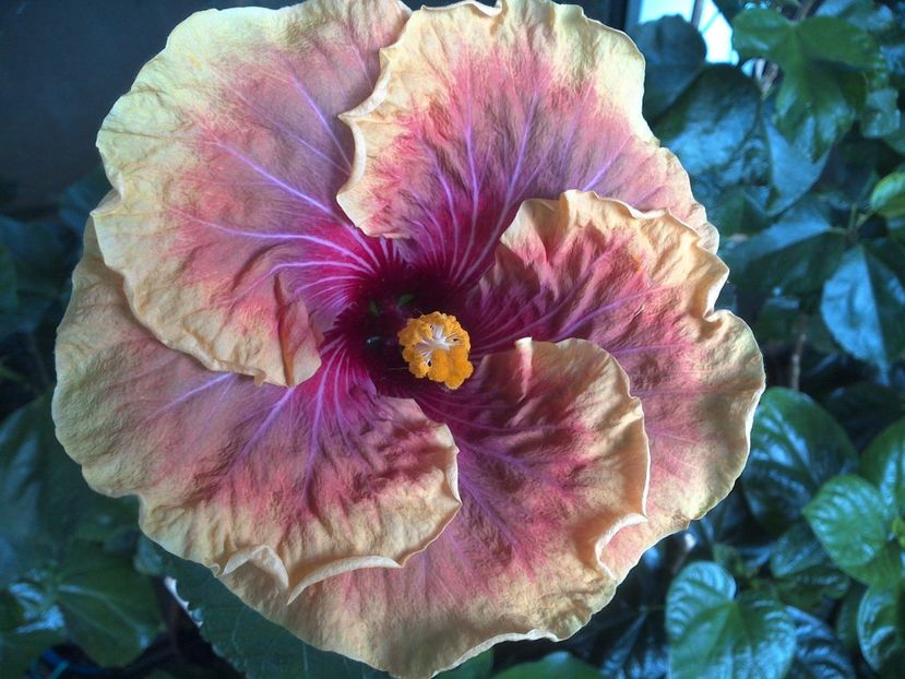 WIN_20170607_055946 - Jolanda Gommer