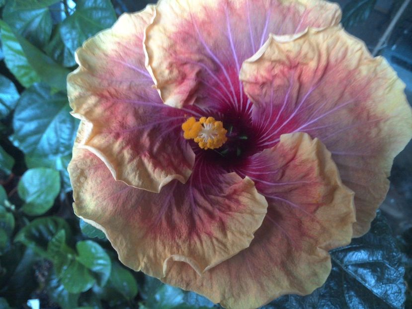 WIN_20170607_055956 - Jolanda Gommer