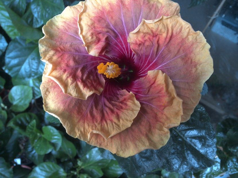 WIN_20170607_060041 - Jolanda Gommer