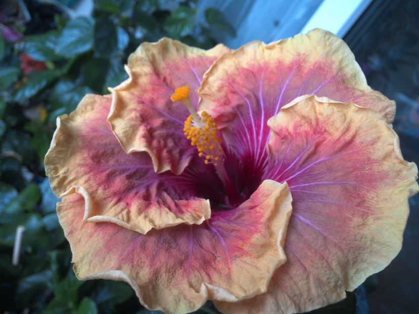 WIN_20170607_060308 - Jolanda Gommer